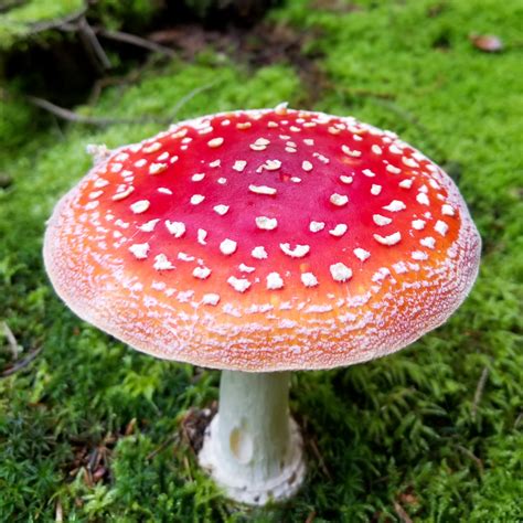The Urban Witch's Guide to Amanita Mushroom Gumy